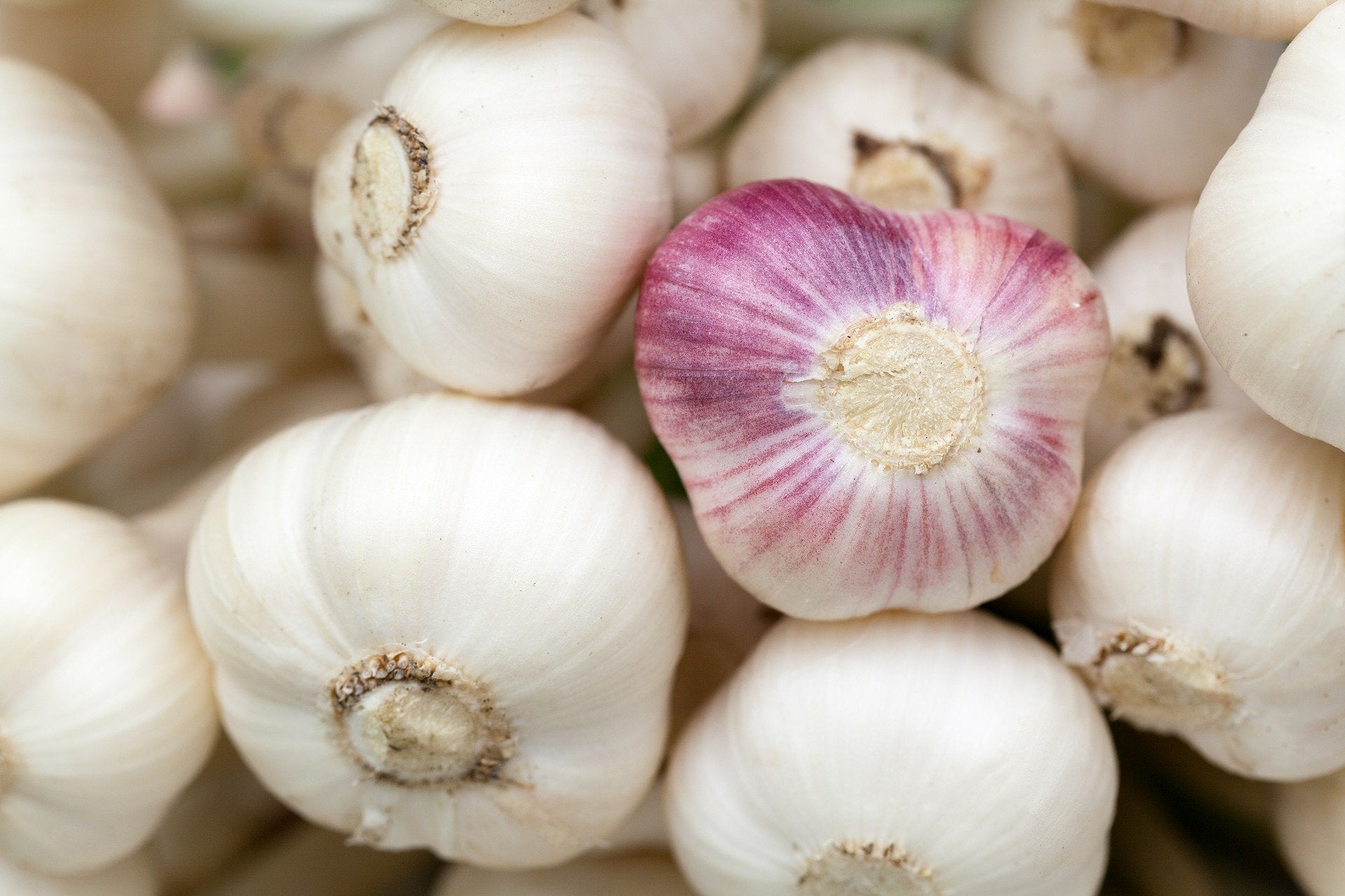10 Health Benefits of Garlic
