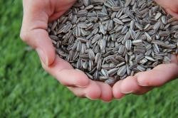 13 Health Benefits of Sunflower Seeds