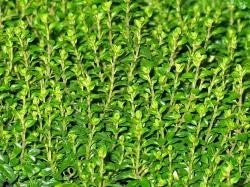 8 Health Benefits of Thyme