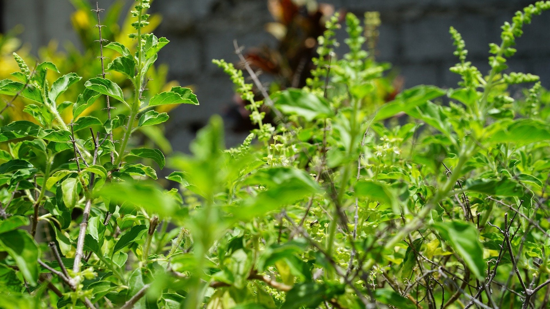 Health Benefits of Basil Leaves (Tulsi)