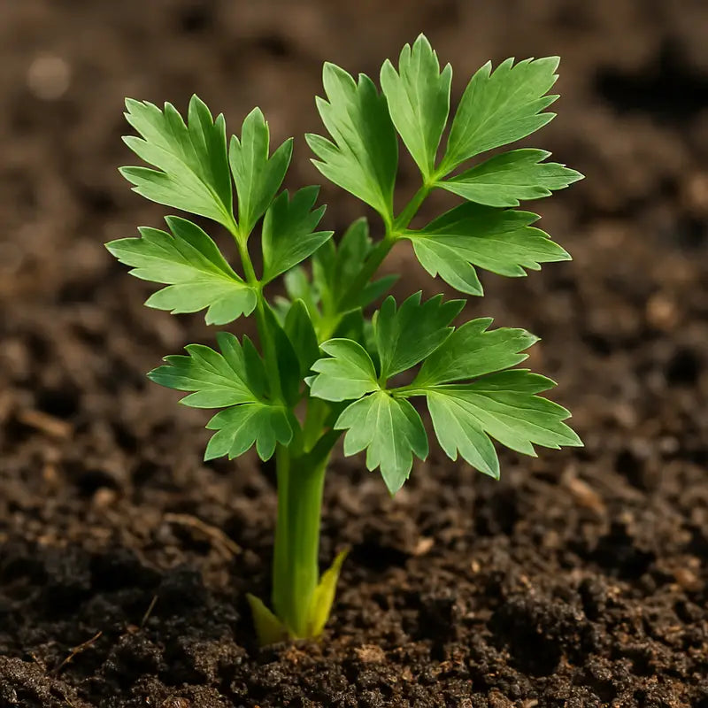 Organic Lovage Leaves 50g