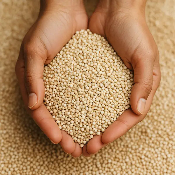 Quinoa Grain